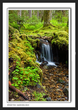 'Olympic Stream' ~ Olympic National Park
