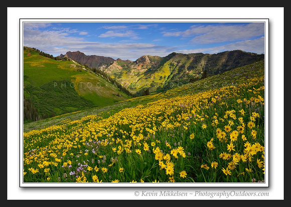 'July Mountain Flowers' ~ Wasatch Nat'l Forest