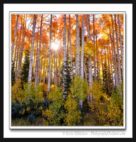 'Autumn Morning' ~ Dixie Nat'l Forest