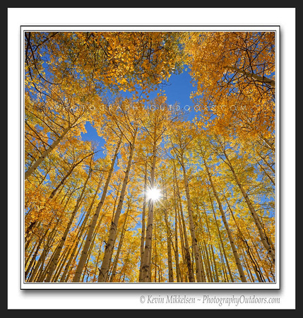 'Surrounded by Gold' ~ Wasatch Nat'l Forest