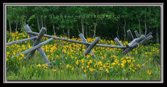 'Flowery Fenceline' ~ Wasatch Nat'l Forest