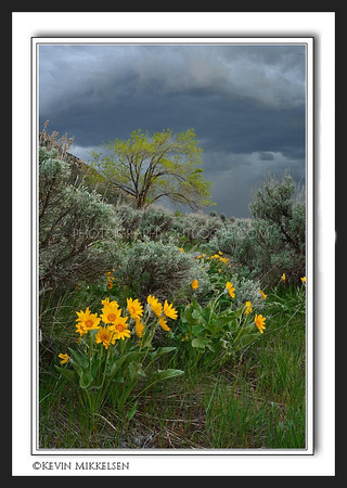 'In Coming Storm' ~ Wasatch Front
