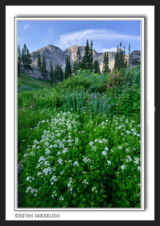 'Flowers of Albion' ~ Wasatch Nat'l Forest