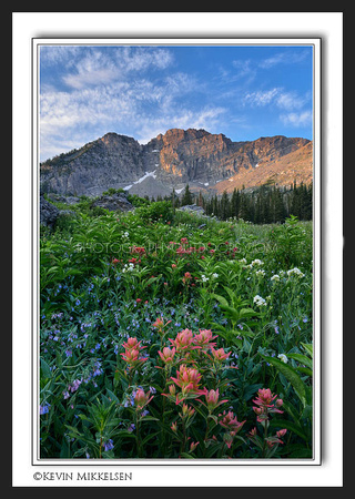 'July Blooms' ~ Albion Basin/Wasatch Nat'l Forest