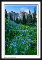 'Mountain of Blue Bells' ~ Albion Basin/Wasatch Nat'l Forest