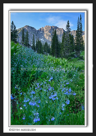 'Mountain of Blue Bells' ~ Albion Basin/Wasatch Nat'l Forest
