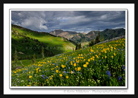 'Storm Flowers' ~ Albion Basin/Wasatch Nat'l Forest