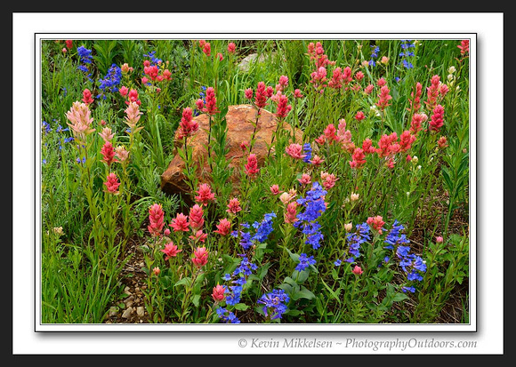 'Albion Bouquet' ~ Little Cottonwood Canyon