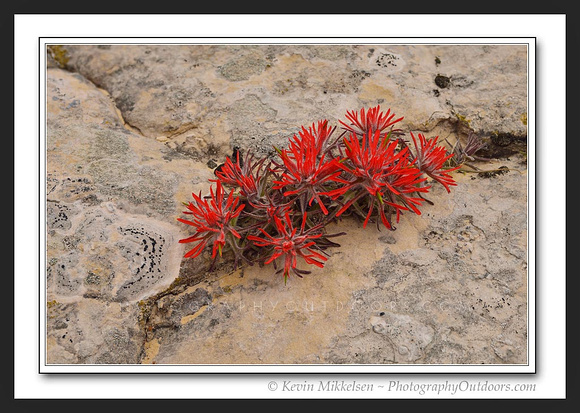 'Spring Paintbrush' ~ Grand Staircase Monument