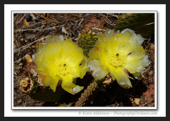 'Yellow Cactus Blooms' ~ Zion Nat'l Park