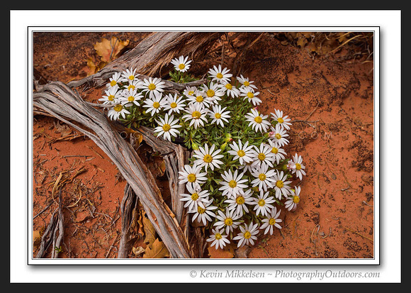 'Desert Daisy' ~ Needles District/Canyonlands