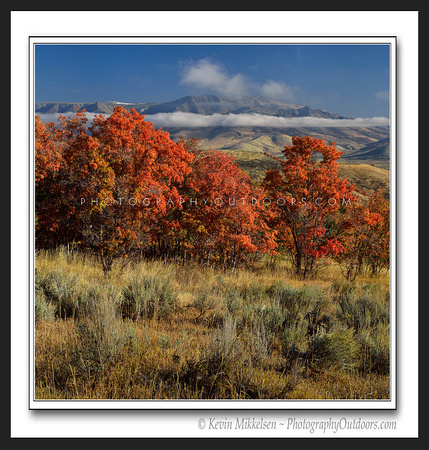 'Trappers Maples' ~ Wasatch Nat'l Forest