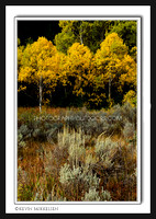 'Autumn's Symmetry' ~ Logan Canyon