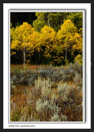 'Autumn's Symmetry' ~ Logan Canyon