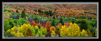 'Plethora of Hues' ~ Wasatch Forest