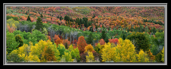 'Plethora of Hues' ~ Wasatch Forest