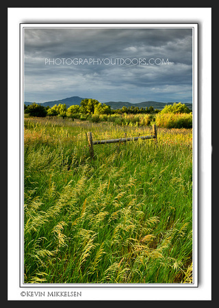 'Stillness in the Grass' ~ Ogden Valley