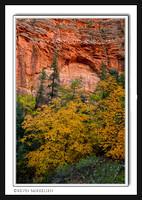 'East Side Maples' ~ Zion National Park