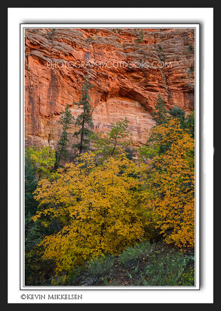 'East Side Maples' ~ Zion National Park