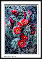 'Blooms & Needles' ~ Canyonlands