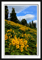 'Arnica in Spring' ~ Wasatch Forest