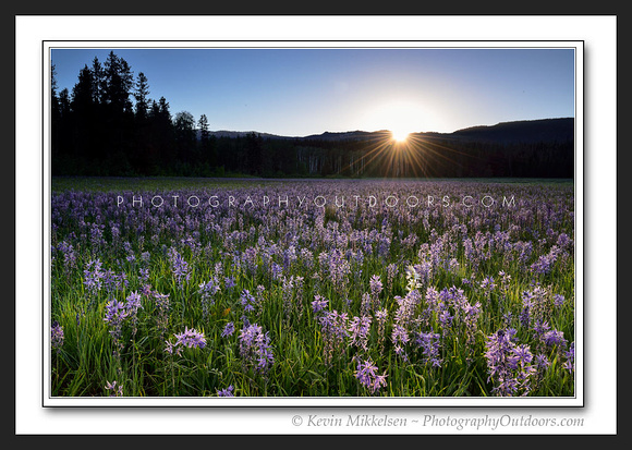 'Camas Lilly Sunrise' ~ Grand Teton Nat'l Park