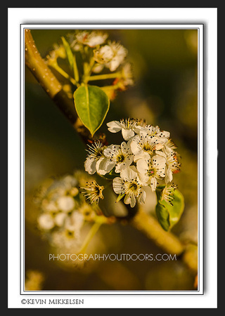 'Pear Blossoms' ~ Evergreen Park