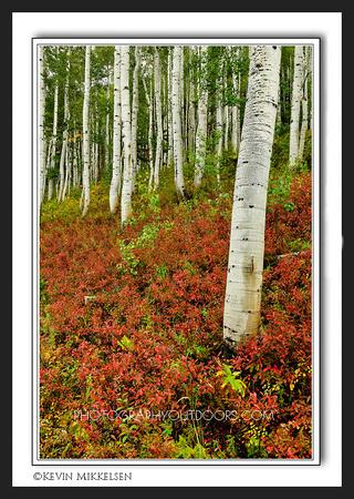 'Grove of Red' ~ High Uintas