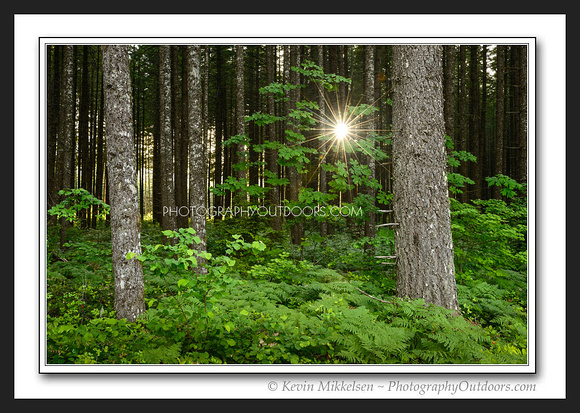 'Light in the Canopy' ~ Gifford-Pichot Nat'l Forest