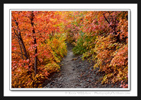 'Trail of Maples' ~ Indian Trail/Ogden Canyon