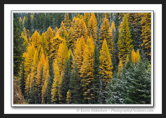 'Snowy Larch' ~ Willamette Nat'l Forest