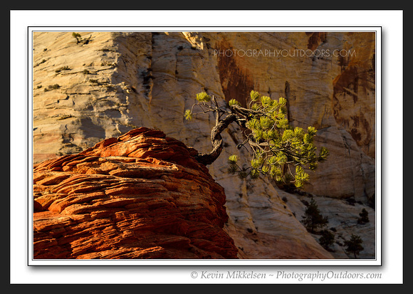 'Bill's Tree' ~ Zion National Park