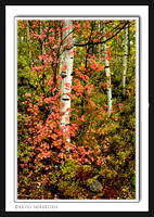 'Colors of Contrast' ~ Wasatch Mountain State Park