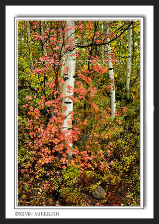 'Colors of Contrast' ~ Wasatch Mountain State Park