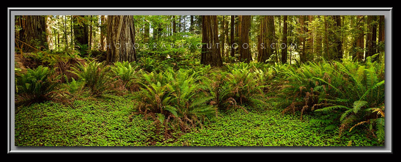 'Forest Tranquility' ~ Jedediah Smith Redwoods