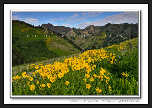 'Mass Blooms' ~ Albion Basin