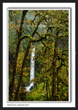 'Maze of Trees' ~ Silver Falls State Park
