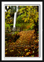 'South Falls Pathway' ~ Silver Falls State Park