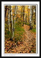 'Path to Autumn' ~ Wasatch Forest