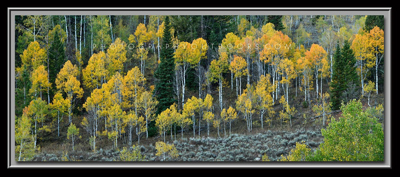 'Tony's Grove' ~ Logan Canyon