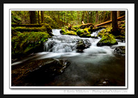 'Center of Light' ~ Gifford/Pinchot Nat'l Forest