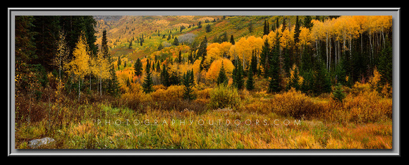 'Wilderness of Gold' ~ Timponekee Trail