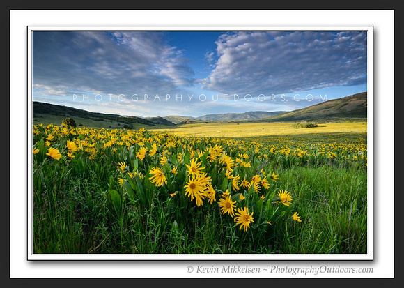 'Avon's Field of Gold' ~ Wasatch Nat'l Forest