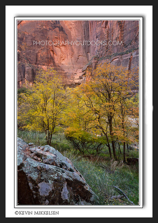 'Canyon Maples' ~ Zion National Park