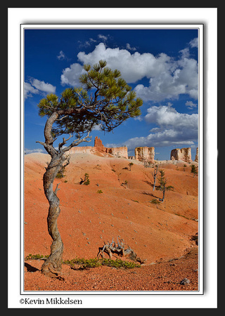 'Spiraled Pine' ~ Bryce Canyon Nat'l Park
