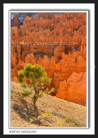 'Life Among the Hoodoos' ~ Bryce Canyon Nat'l Park