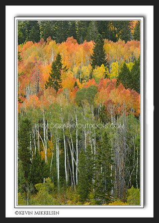 'Stand of Color' ~ High Uinta Mountains