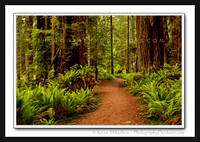 'Redwood Trail' ~ Prarie Creek Redwoods