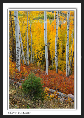 'Forest Colorations' ~ High Uintas