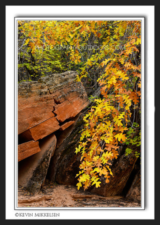 'Changing Oak' ~ Zion National Park